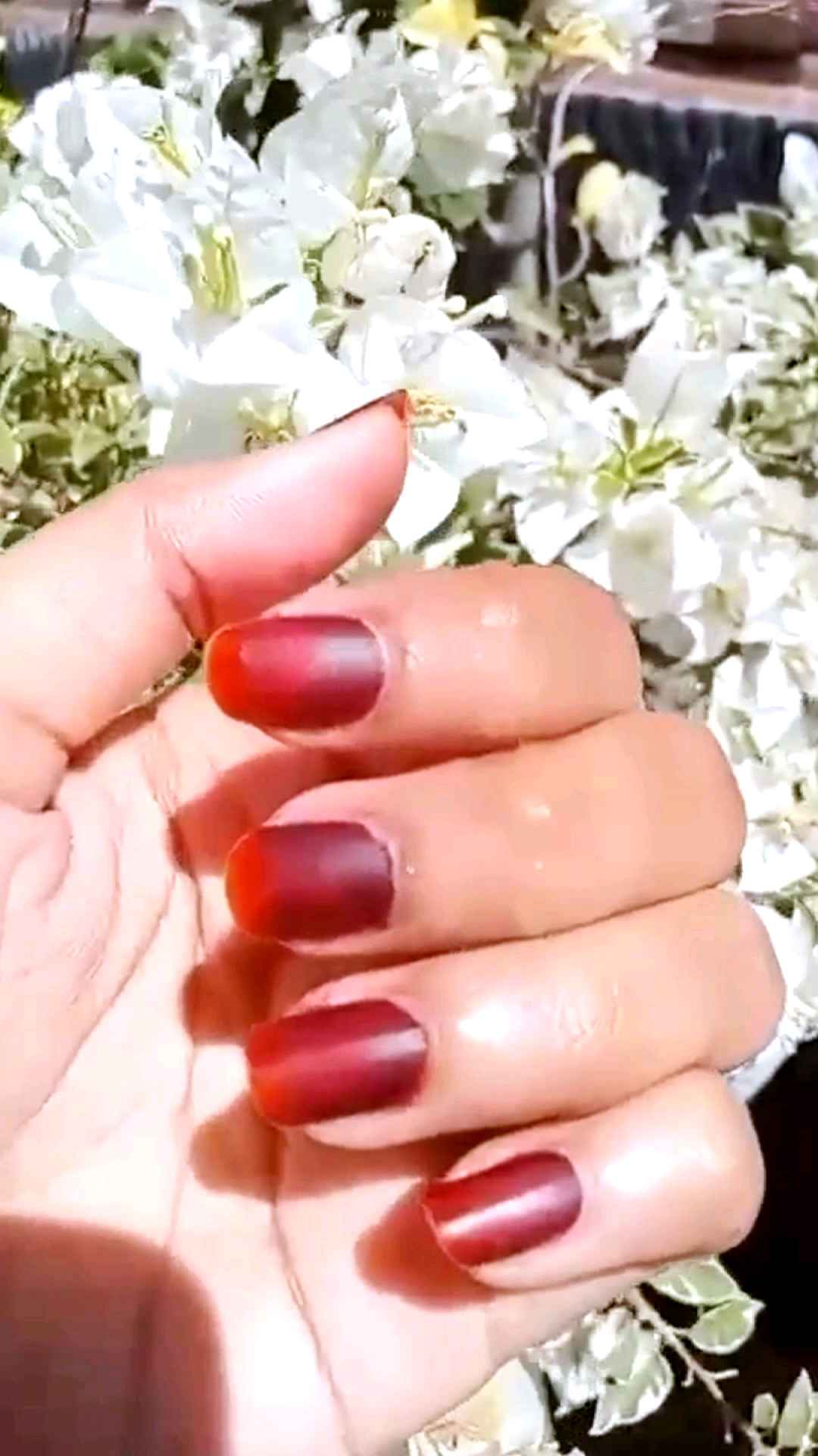 Kutek Henna Al-latif Halal BPOM Ravishing Red 8gr | Lazada Indonesia