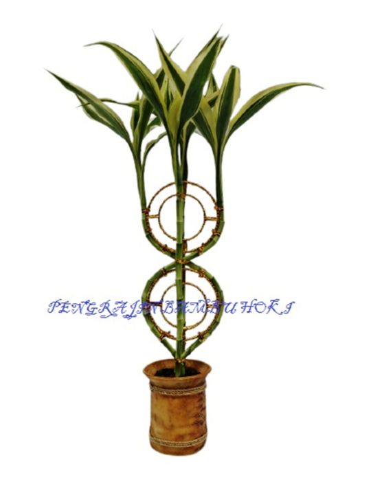 Bambu Hoki Bambu Rejeki Bambu Sri Rezeki Lucky Bamboo Pbh05 | Lazada Indonesia