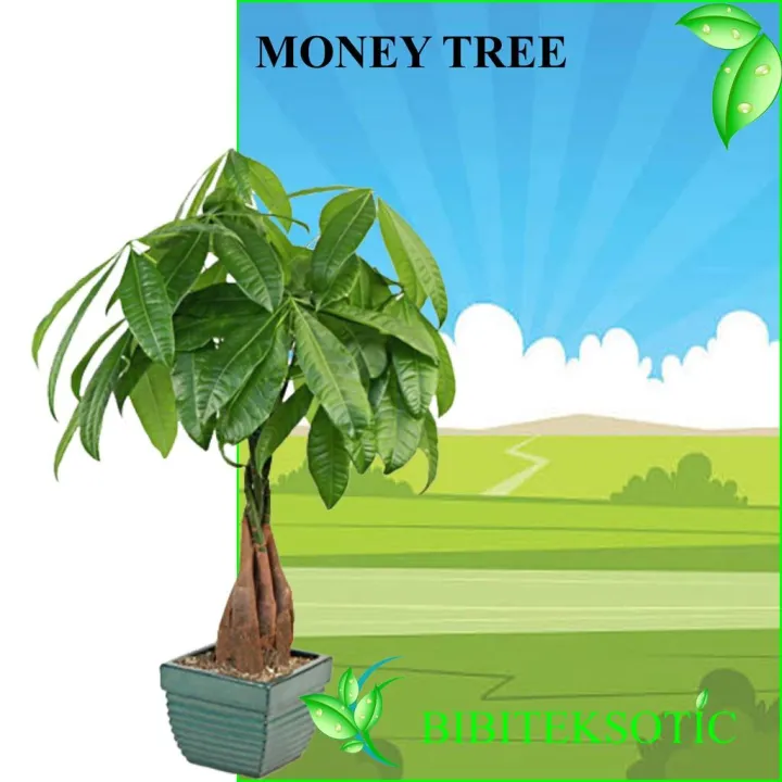 Tanaman Pachira / Money Tree (Tinggi 40-60 Cm) | Lazada Indonesia