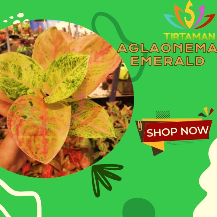 Aglonema Emerald / Aglaonema Sp. Sri Rezeki | Lazada Indonesia
