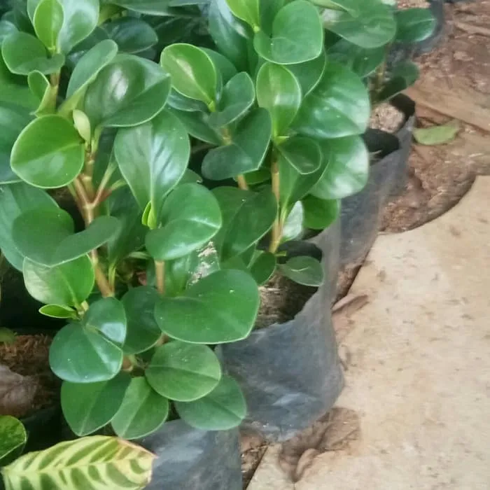 Tanaman Indoor Jade Plant / Pohon Jade Plant | Lazada Indonesia