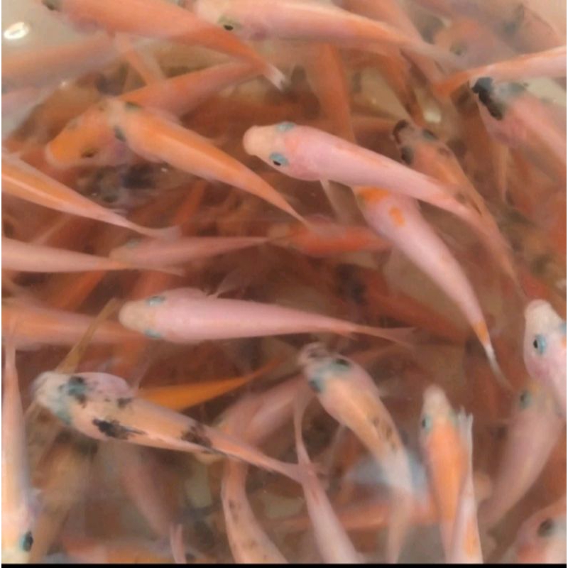 Jual bibit ikan nila | Shopee Indonesia