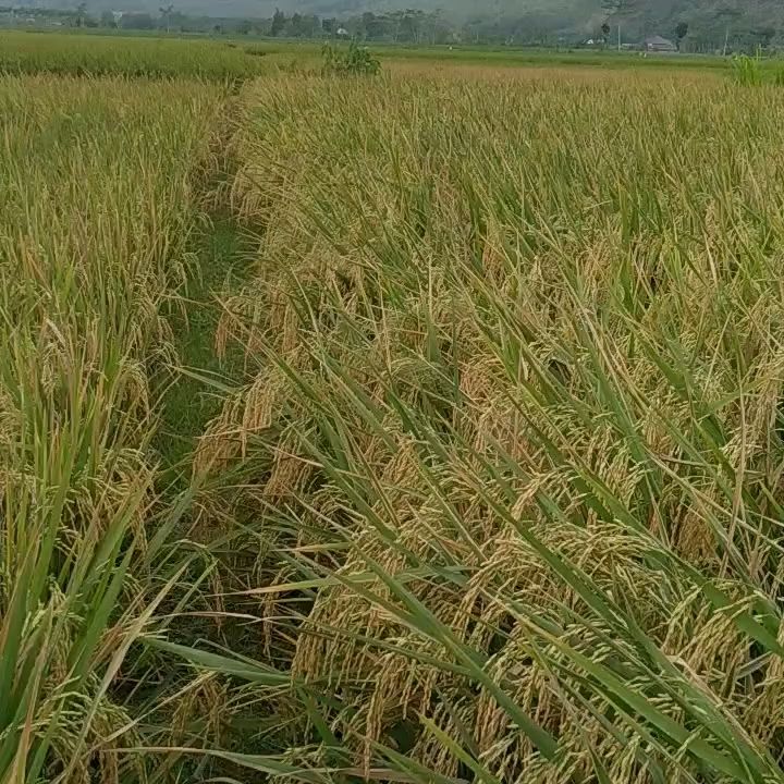 Benih padi Inpari DIGDAYA | Lazada Indonesia