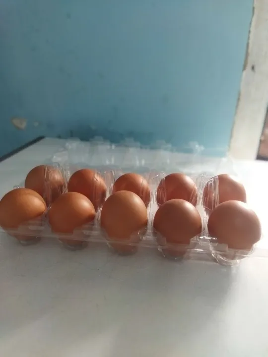 Telur ayam negeri 10 butir | Lazada Indonesia