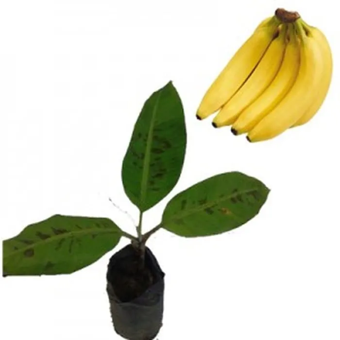 Pisang Cavendish | Lazada Indonesia