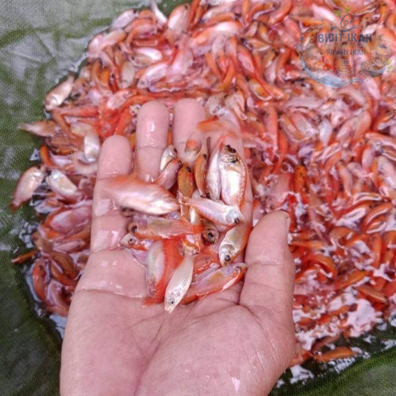bibit / benih ikan nila merah 1 jari per 1000 ekor / bibit ikan di bandung