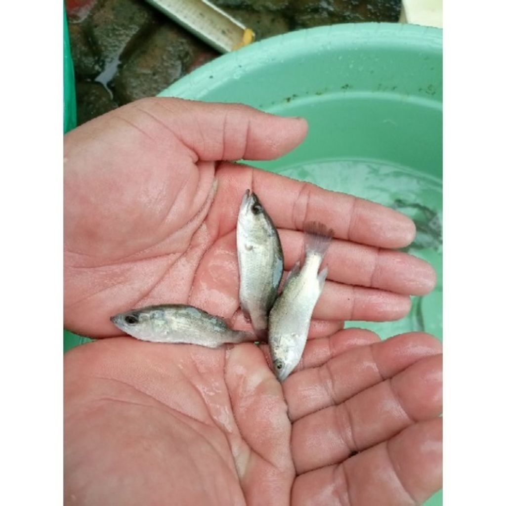 Jual bibit ikan kakap putih air tawar(khusus pengiriman instan cod) | Shopee Indonesia