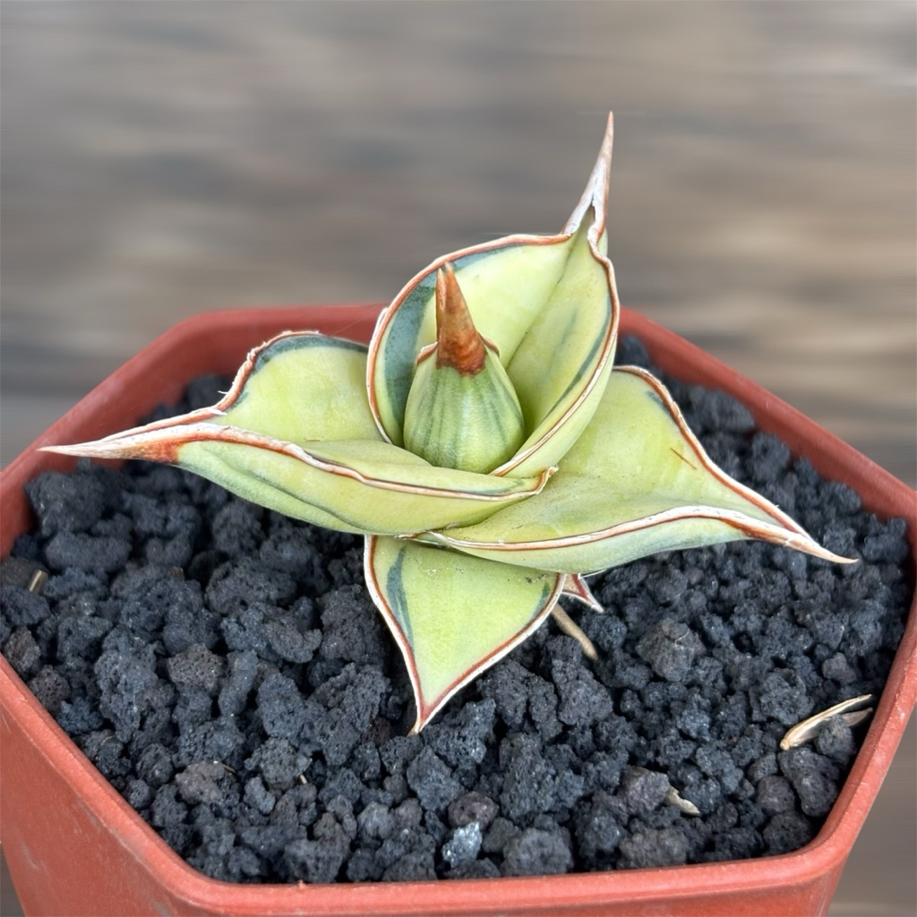 tanaman hias sanseviera PINGUICULA PINGUICULATA PINGWI PINGUI DAGGER VARIGATA sansevieria sansevera sanseviera sansivera lidah mertua