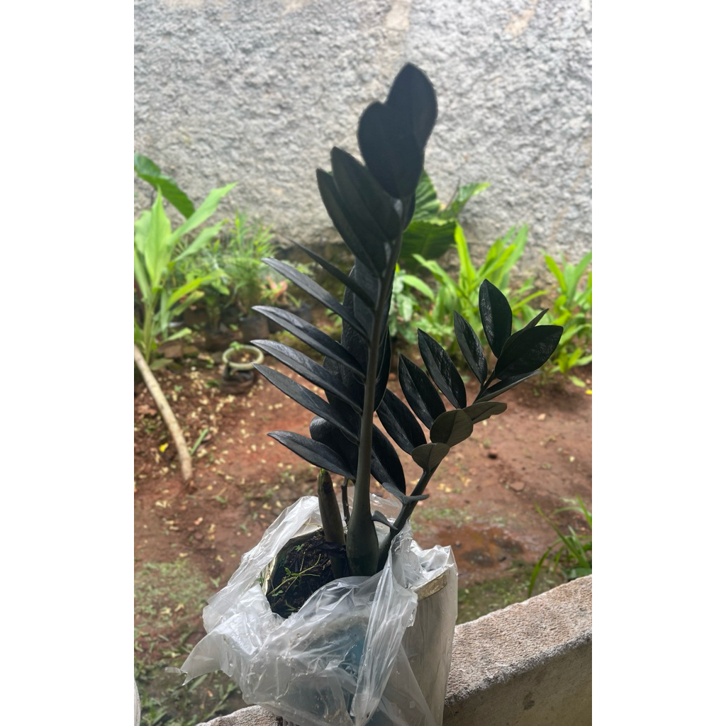 Tanaman Hias ZZ Plant Raven Daun Hitam Elegan Tanaman Hidup Indoor