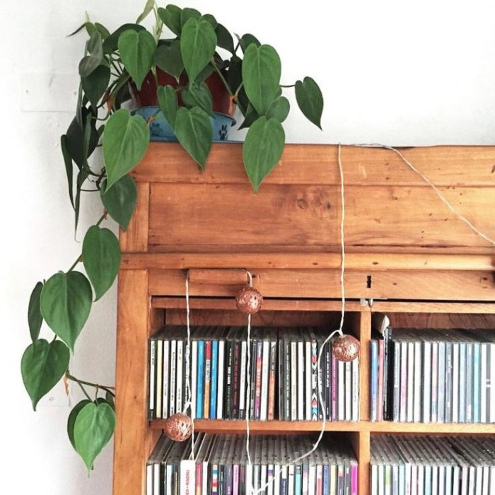 Pothos Heart Leaf Philodendron Tanaman Gantung Menjutai Sirih Gading