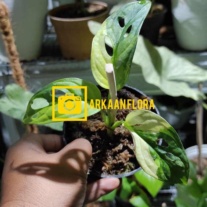 Tanaman Hias Monstera adansonii Varigata Japan