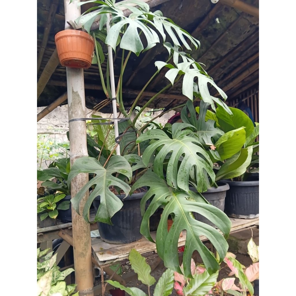 Monstera