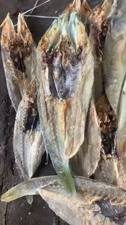 Ikan Kering Asin Barakuda Sirip Hitam Ikan Laut Blackfin Barracuda Ikan Asin Keling Hijau Ikan kering Keling | Lazada Indonesia