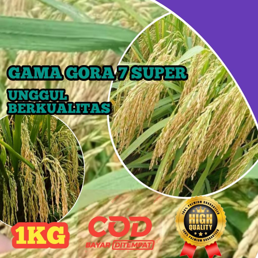 BENIH PADI GAMAGORA 7 SUPER BERKUALITAS UNGGUL KEMASAN 1KG