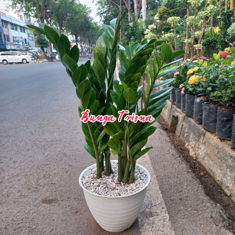 Tanaman Hias Dollar Zamia ZZ Plant Cantik dalam Pot