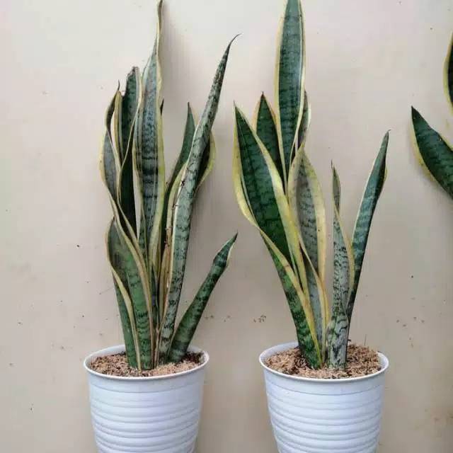 Tanaman pembersih udara siap pajang gojek/grab ONLY - sansevieria lidah mertua - sansevieria