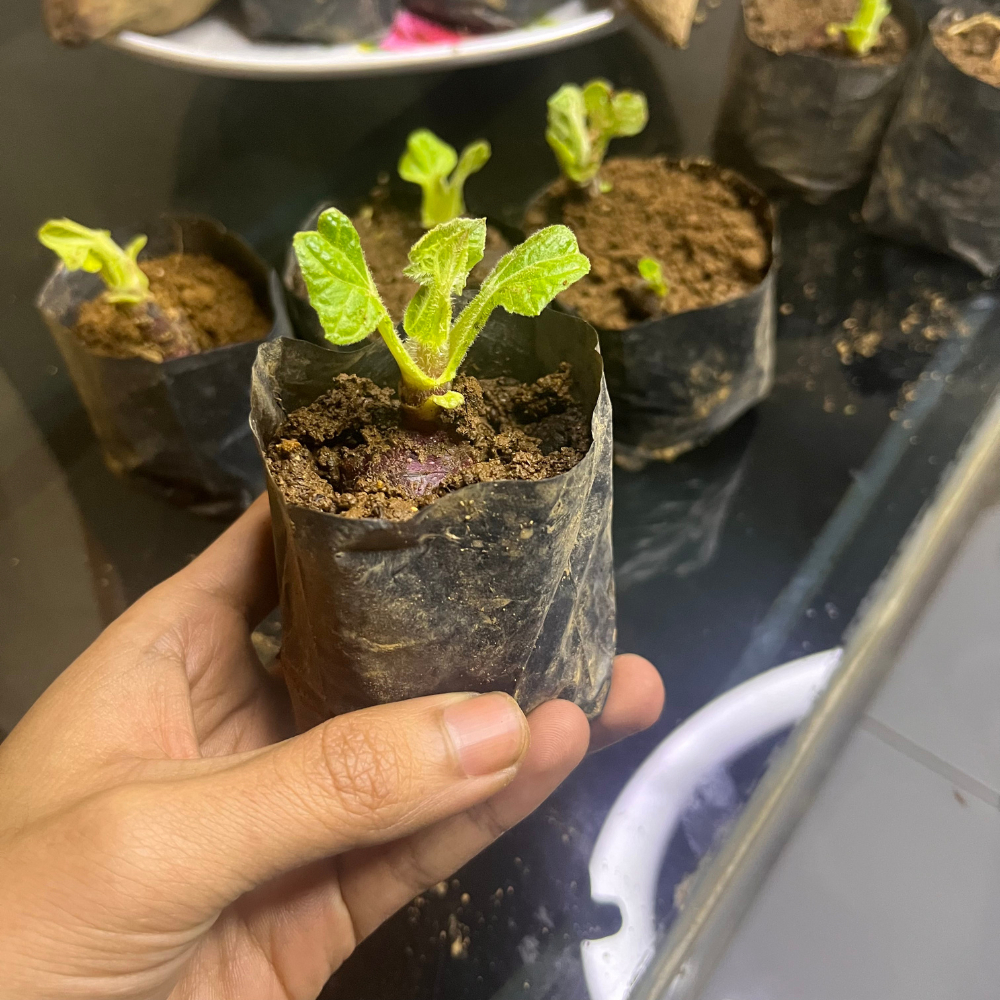 Bibit Ubi Yakon / Rimpang Umbi Yacon Asli Wonosobo 100% Garansi