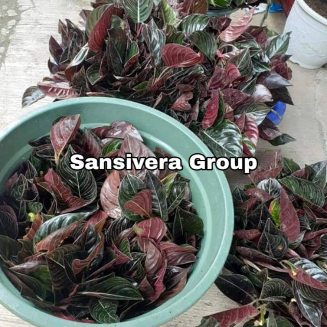 Aglaonema Rotundum Aceh 2 daun / Tanaman Aglonema Rotundum