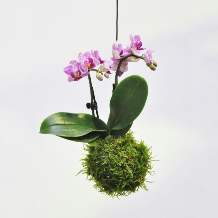 Mossball - Anggrek Bulan Phalaenopsis Amabilis (Tanaman Hias Indoor)