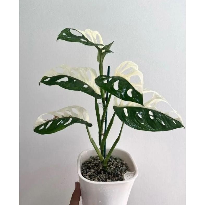 ID | TANAMAN HIAS MONSTERA ADANSONII/JANBOL VARIEGATA/CANTIK MURAH