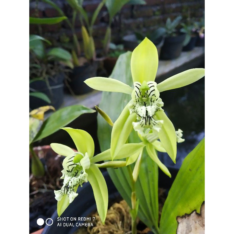 anggrek hitam kalimantan(cologyne pandurata)