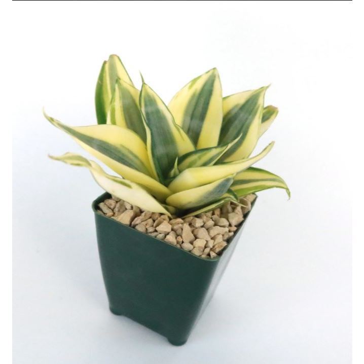 Tanaman Hias Sansevieria Golden Hahnii Mini | Lidah Mertua Variegata Pembersih Udara