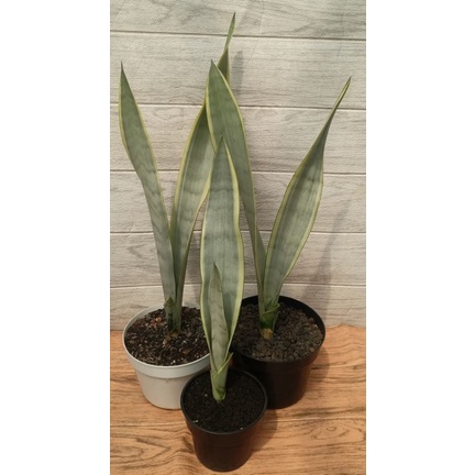 Sansevieria laurentii stover paket 3 pcs