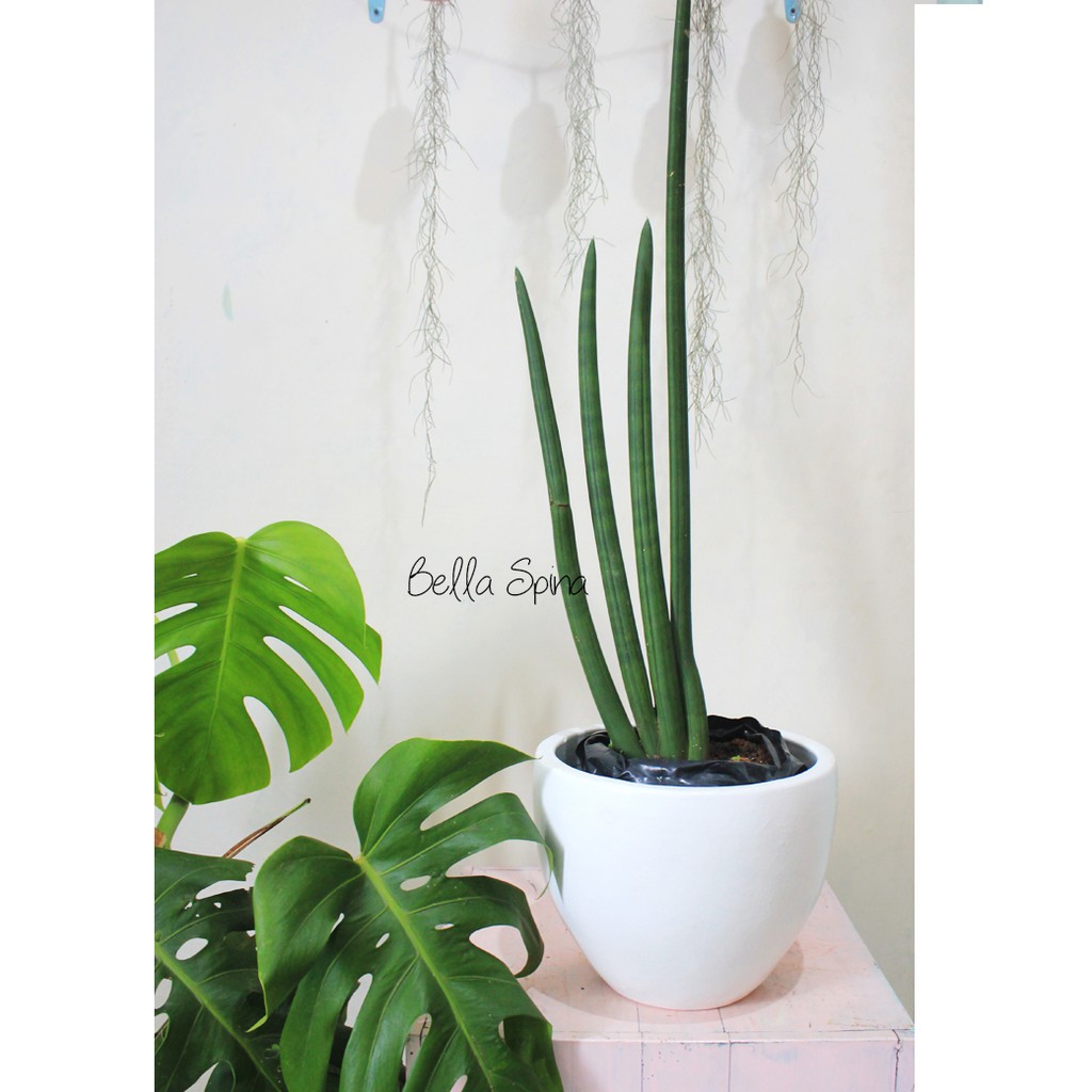 Tanaman Sansevieria Cylindrica SB-400