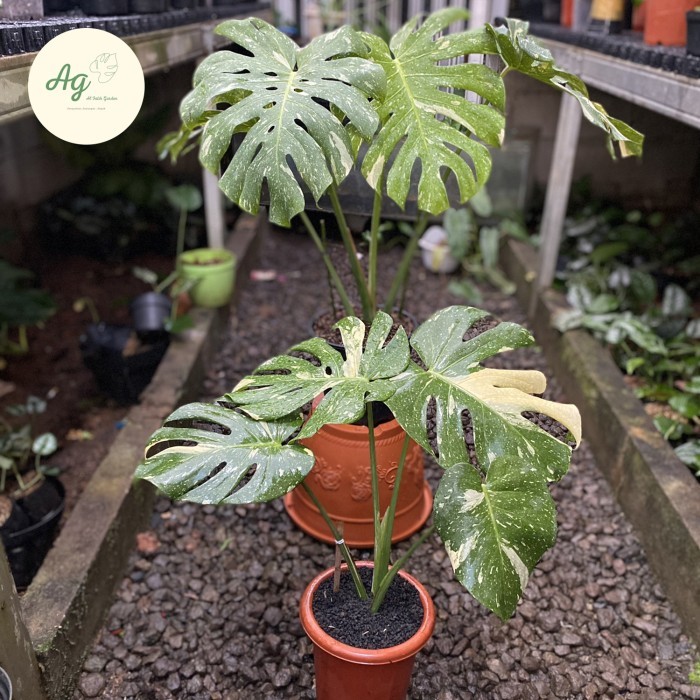 Monstera Thai Constellation Variegata -Gratisongkir