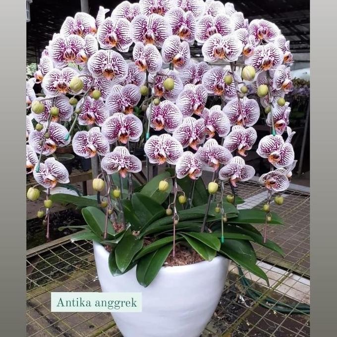Rangkaian Anggrek bulan koleksi Premium Isi 10+ pot + pita
