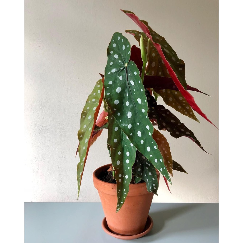 Tanaman hias Begonia polka dot anggel wing