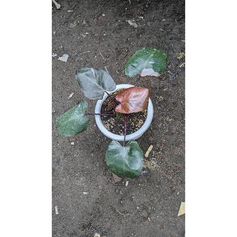 Philodendron Pink Princess