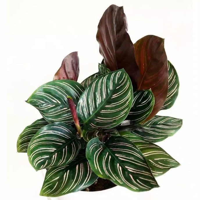 Tanaman Hias Calathea Batik Ornata