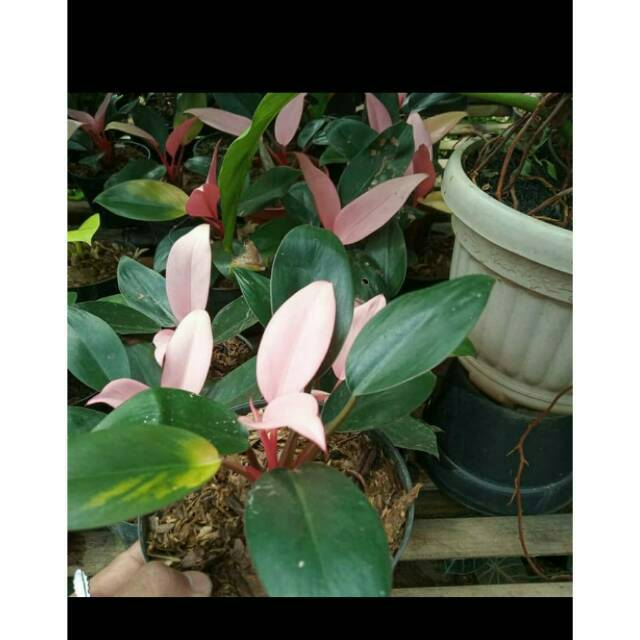 Tanaman Hias Philodendron Pink Congo - Tanaman philo ping kongo