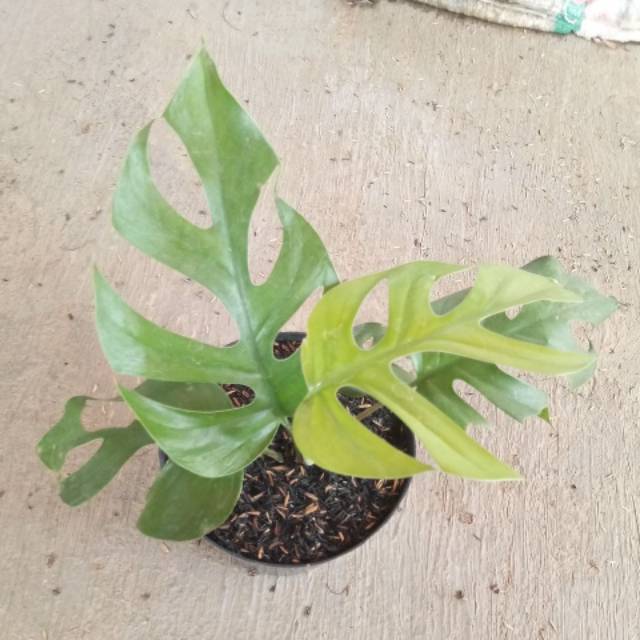 monstera