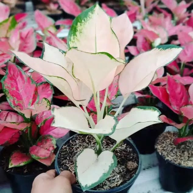 BARU!! Tanaman Hias Aglaonema - Aglonema Kochin Sutra