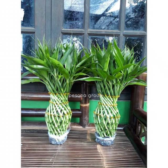 bambu hoki tanaman hias lucky bamboo fengshui indoor