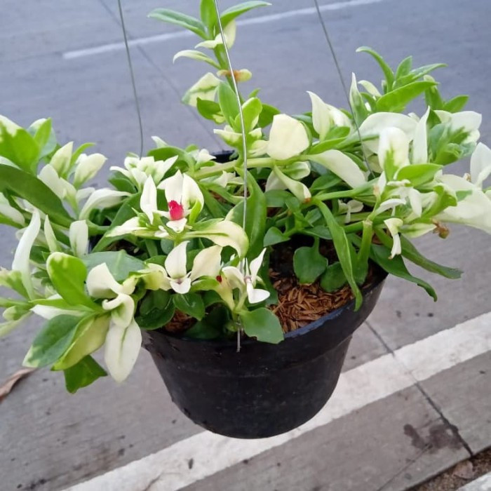 Tanaman Hias Baby Sunrose Variegata - Tanaman Gantung Hebras Aptenia cordifolia