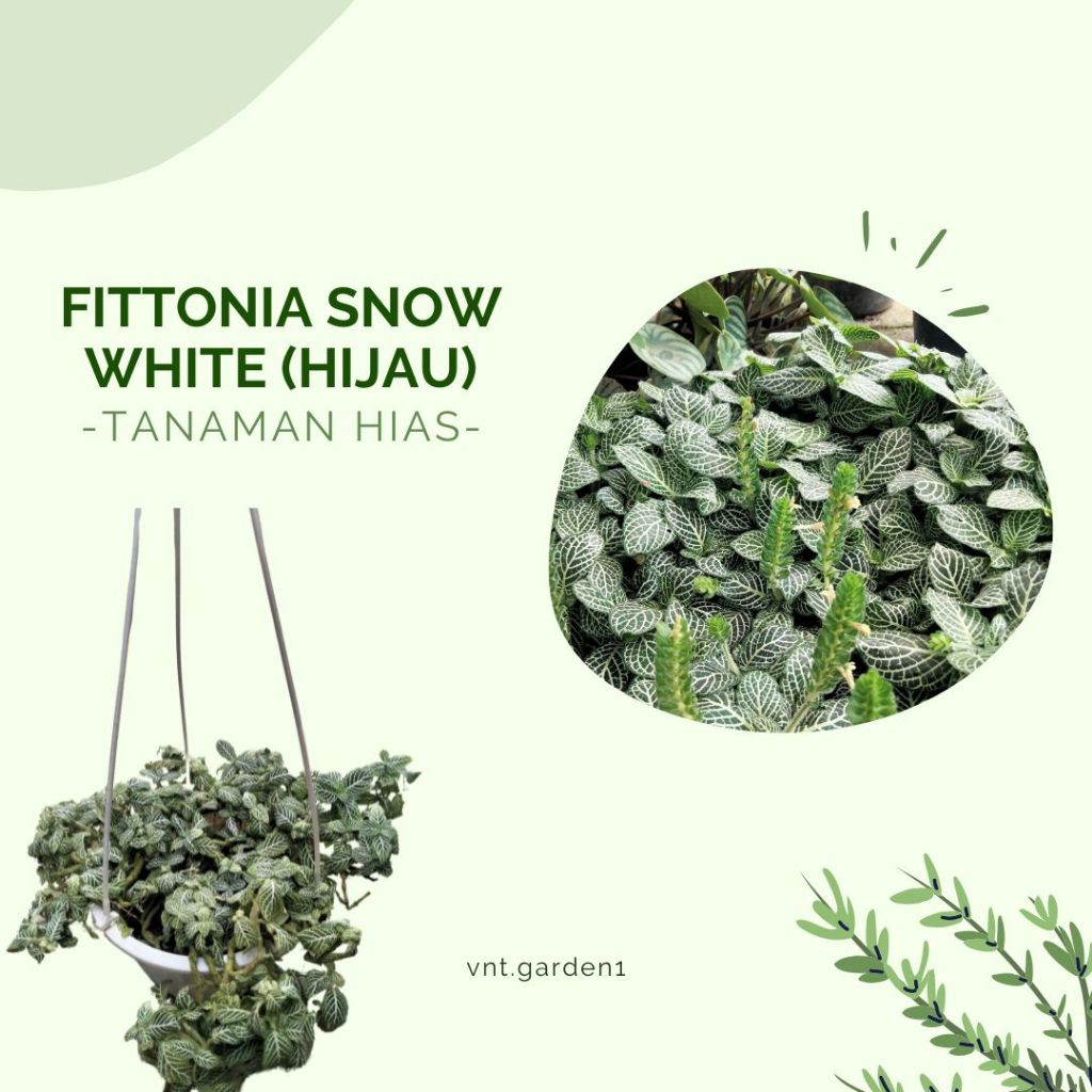 Tanaman Hias Gantung Pittonia Hijau Daun kecil – Fittonia Snow White (Hijau)