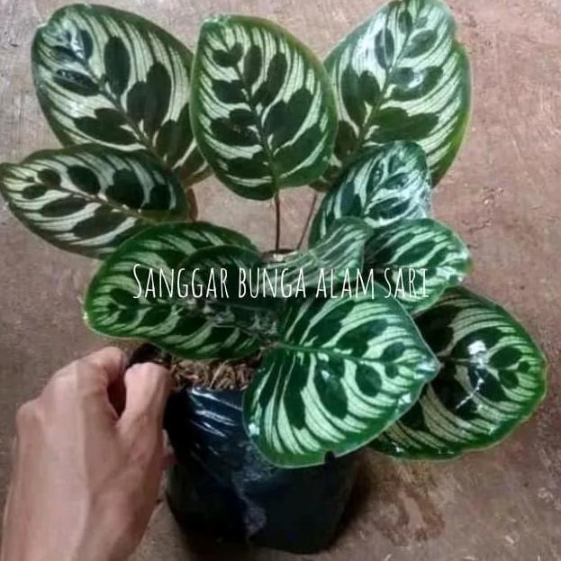 Tanaman Hias Calathea Makoyana murah
