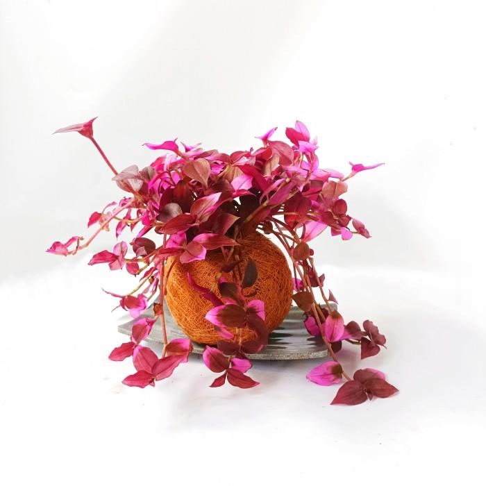 Kokedama - Tradescantia Zebrina Pink Purple Tanaman Gantung Menjutai - Tatakan