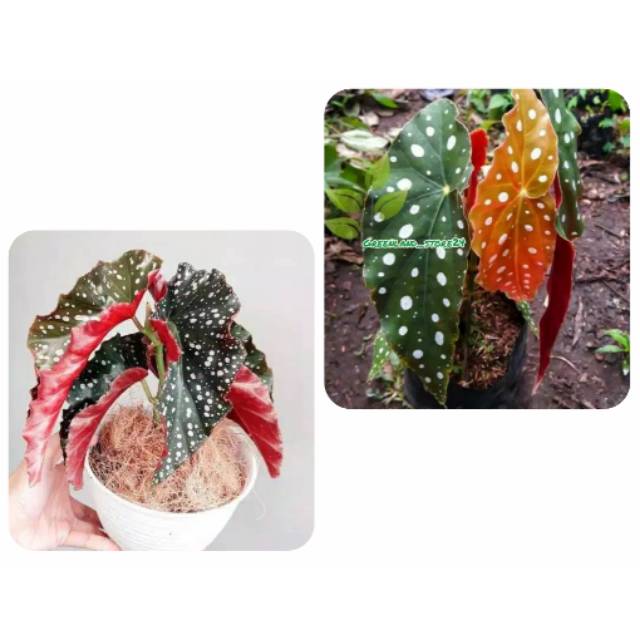 PROMO! paket tanaman begonia polkadot - begonia maculata - begonia maculata polkadot