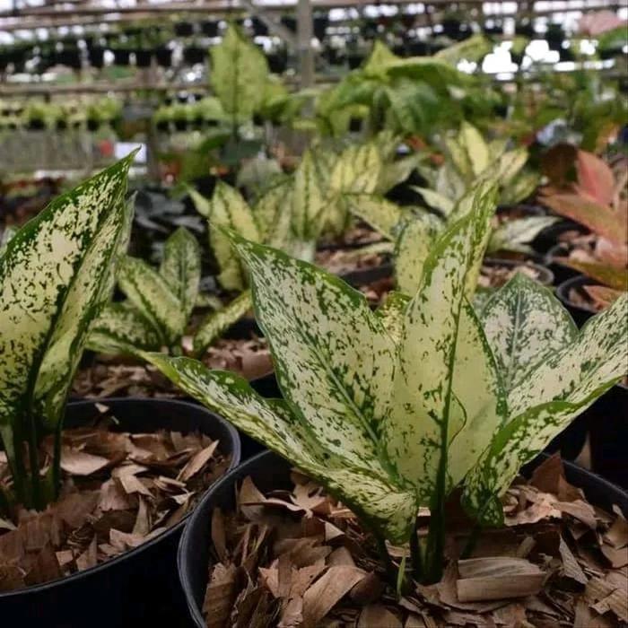 Tanaman Hias Indoor Aglaonema Snow White