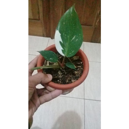 Philodendron White Knight