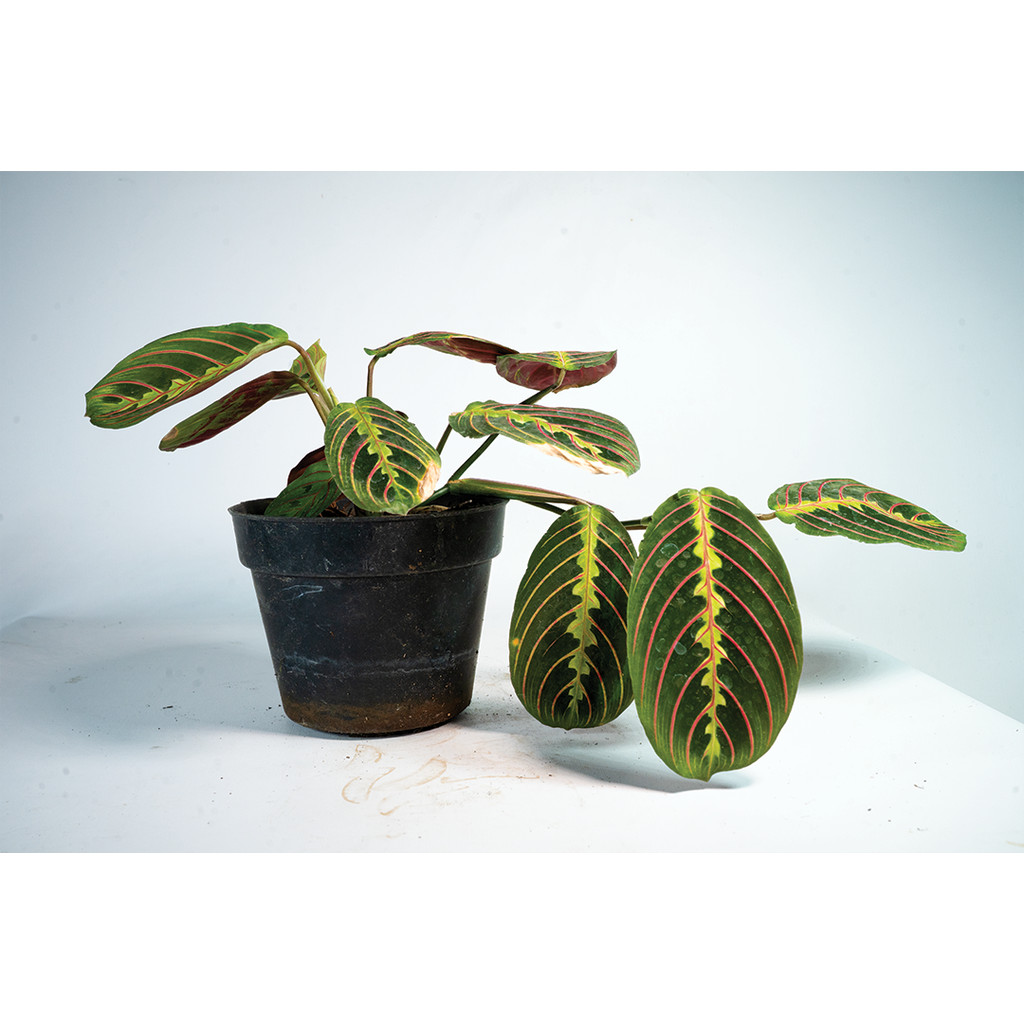 Shirushi Calathea Maranta Leuconeura