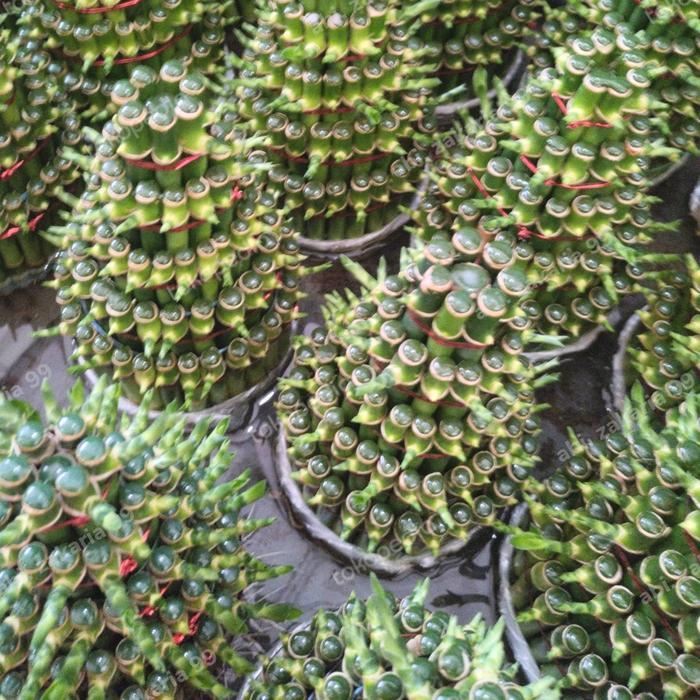 READY Bambu hoki/lucky bamboo/Sri rejeki/bambu cina