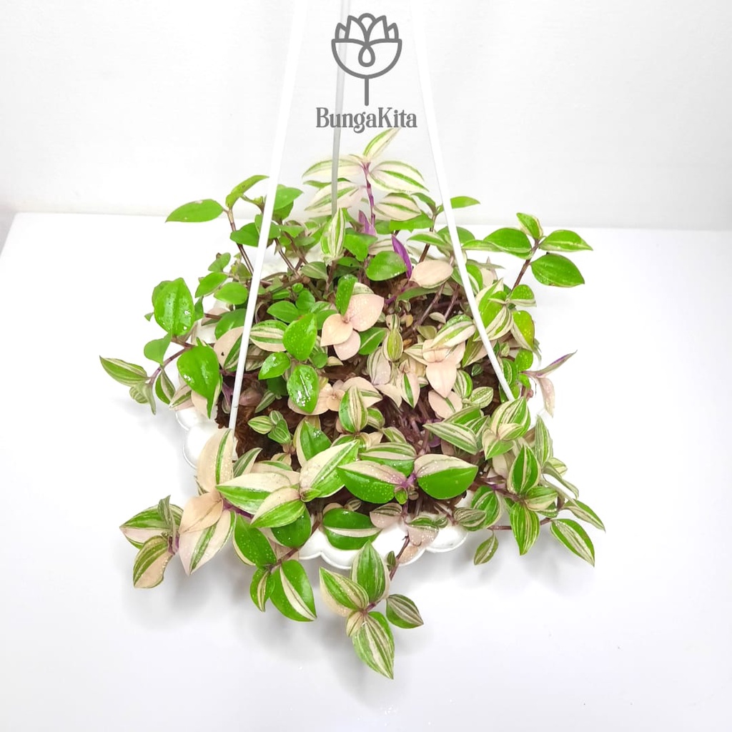 Tanaman Hias Gantung Indoor Tradescantia Fluminensis Tricolor