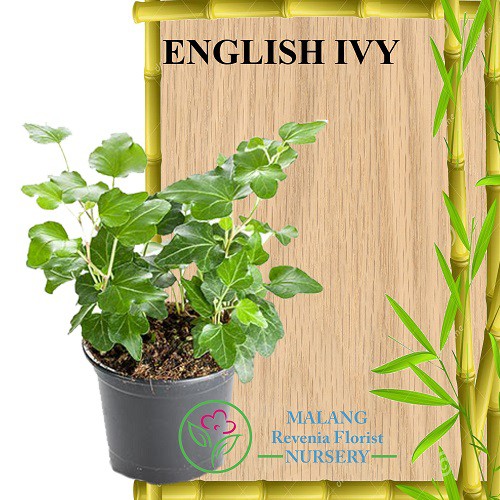 Tanaman English Ivy
