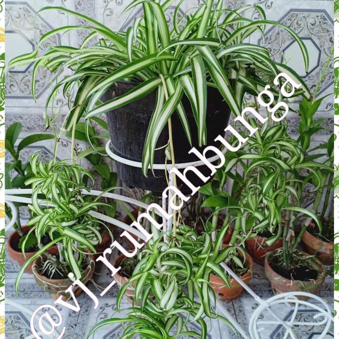 Best Seller] Spider Plant/Tanaman Spiderplant Gantung