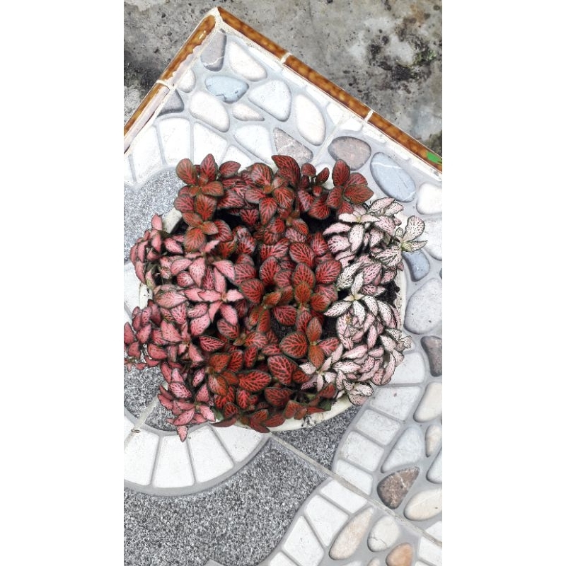 paket fittonia mini
